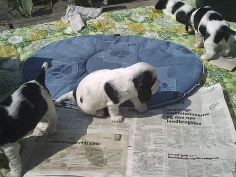 Cocker spaniel musse - 8 uger hjemme ved min mor billede 2