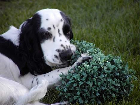 Cocker spaniel musse - hvis der findes en som mig skriv venligst billede 3