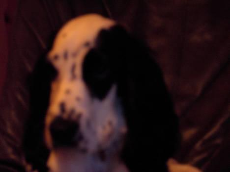 Cocker spaniel musse - hvor er her da mørkt mor billede 4