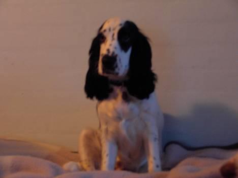 Cocker spaniel musse - nu er jeg 6 mdr gammel billede 5