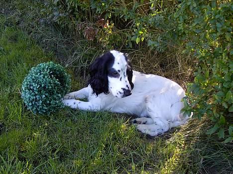 Cocker spaniel musse - jeg vil gerne skrive med en af samme race evt sende billeder af vægt højde o.s.v billede 7