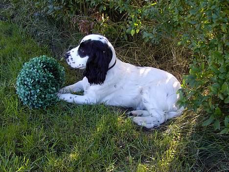 Cocker spaniel musse - hej alle sammen billede 8