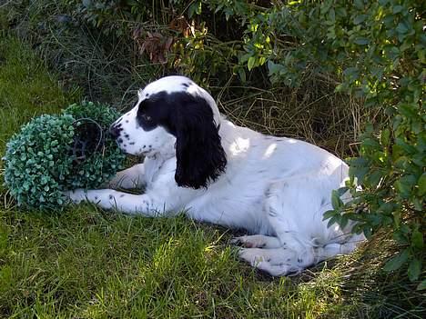 Cocker spaniel musse - hej  billede 10