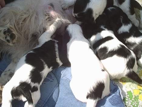 Cocker spaniel musse - her er min mor og mine søskende billede 6