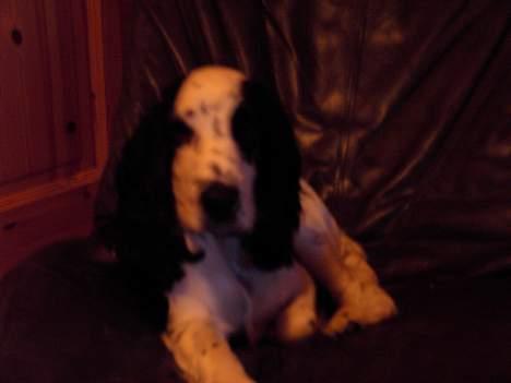 Cocker spaniel musse - tænd lyset billede 9