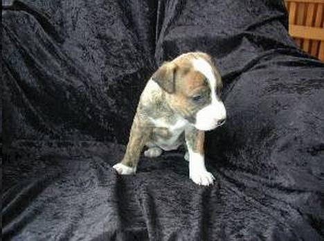 Amerikansk staffordshire terrier Nala - åhh lille fis billede 6