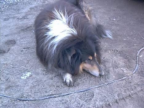 Collie langhåret Maico (R.I.P) billede 6