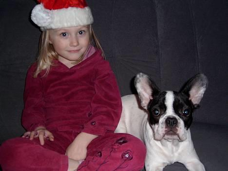 Fransk bulldog Hailie *Død* billede 9