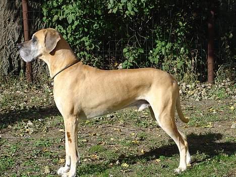 Grand danois Tjalfe (1998 - 2008) - 30/9-2003 Tjalfe 5 år. billede 1