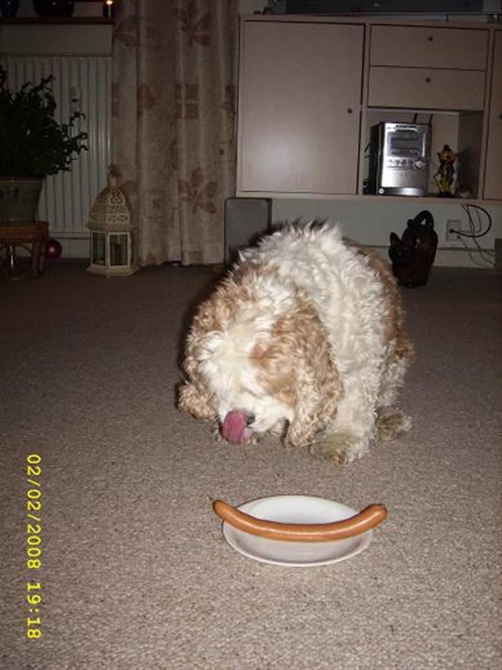 Amerikansk cocker spaniel Galaksi Rocket Man - Buster glæder sig til sin fødselsdags pølse ..Idag er han 9 år. billede 4