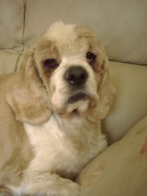 Amerikansk cocker spaniel Galaksi Rocket Man billede 5