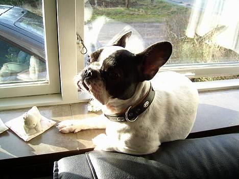 Fransk bulldog Hailie *Død* - Har man aldrig fred!!!! billede 10