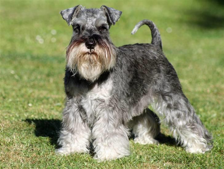 Dvaergschnauzer Dina - Jeg hedder Dina og er en salt / peber Dværgschnauzer billede 1