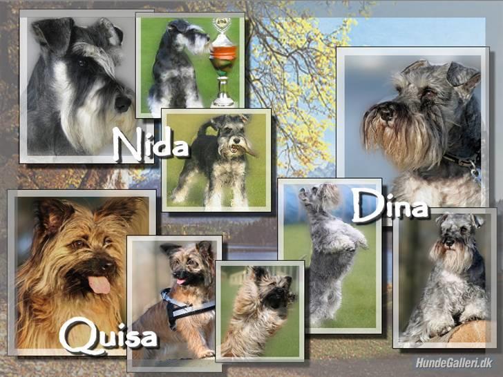 Dvaergschnauzer Nida - tak til Michelle for dette billede billede 3