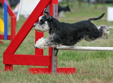 Dvaergschnauzer Nida billede 7