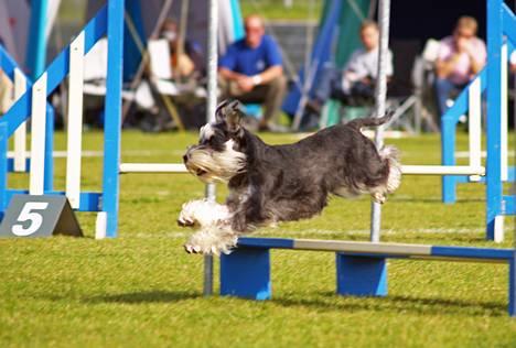 Dvaergschnauzer Nida billede 9