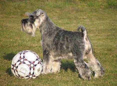 Dvaergschnauzer Dina billede 5