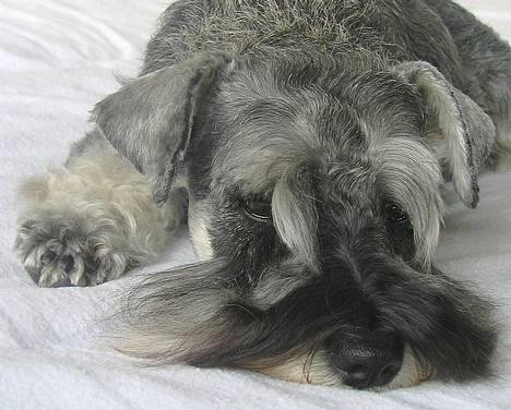 Dvaergschnauzer Dina billede 6