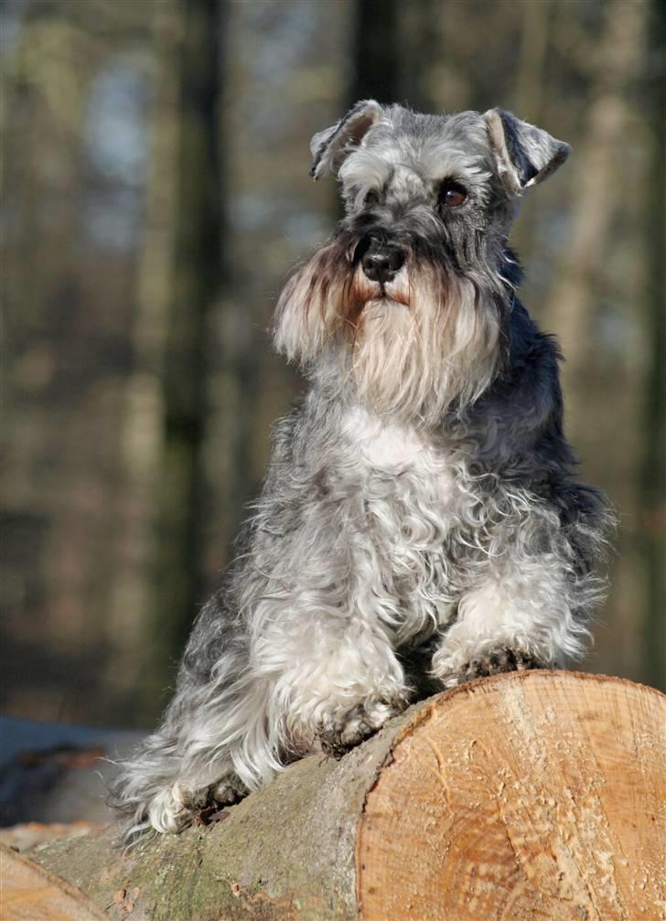 Dvaergschnauzer Dina billede 7