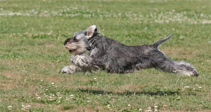 Dvaergschnauzer Dina billede 8