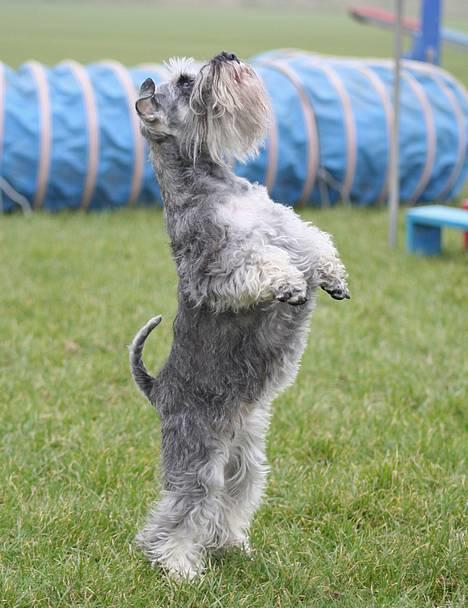 Dvaergschnauzer Dina billede 9