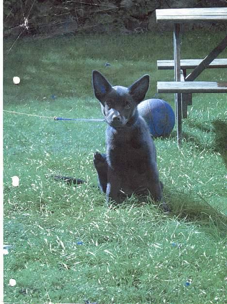 Australsk kelpie Tess - Lille Tess i haven... Her R hun kun en lille hvalp!  billede 2