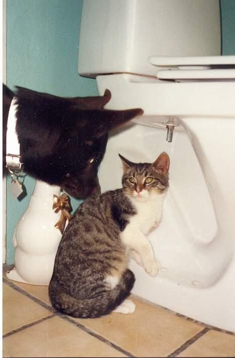 Australsk kelpie Tess - Katten og hunden hilser... Pas på Tess! Heh... billede 3