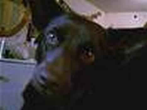 Australsk kelpie Tess - Kukuk der ude ;D billede 4