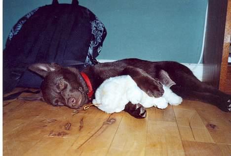 Australsk kelpie Tess - Hunde sover faktisk med bamser? billede 5