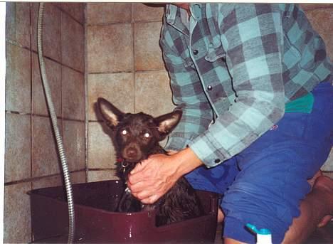 Australsk kelpie Tess - Se... Hvor den lille hund er våd...!!!! billede 7