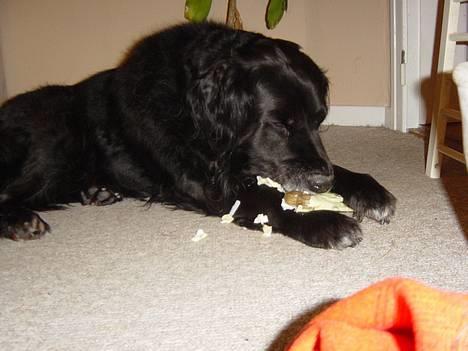 Blanding af racer Jack - Min julegave som jeg selv pakkede ud. billede 5