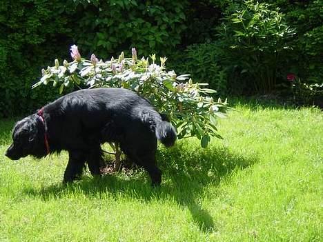 Blanding af racer Jack - Jeg tisser op ad min mors fine rhodedendrun. billede 6