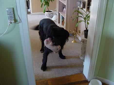 Blanding af racer Jack - Mig med min Svinling....den måtte lade livet.... billede 7