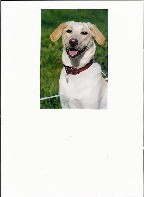 Labrador retriever Lady billede 1