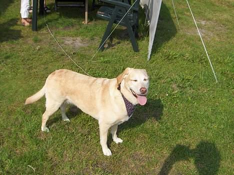 Labrador retriever Lady billede 2
