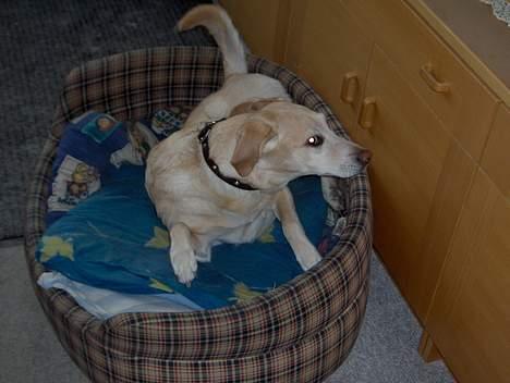 Labrador retriever Lady billede 3