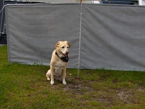 Labrador retriever Lady billede 5