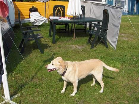 Labrador retriever Lady billede 6