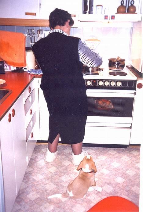 Beagle Percy - Percy 9 uger gammel - tror vist at han er kommet i himlen, hvis hele den Mortensand er til ham! billede 6