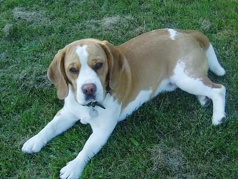 Beagle Percy - Percy sommeren 2004 billede 7