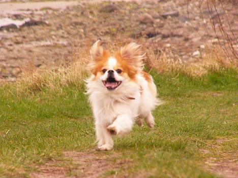 Blanding af racer Pepsi - Her er vi i hopla billede 5