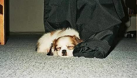 Blanding af racer Pepsi - Ahhh, dejligt med en lille lur.... billede 8