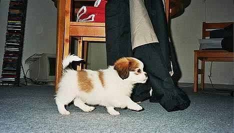 Blanding af racer Pepsi - Pepsi som hvalp..... billede 9