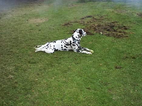 Dalmatiner Walter ( R.I.P ) - Walter når han rigtig hygger sig i haven. billede 5
