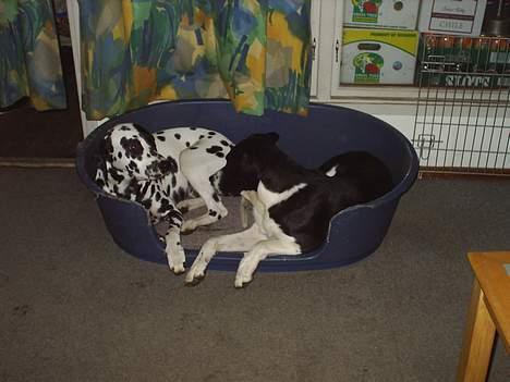 Dalmatiner Walter ( R.I.P ) - Walter og hans "storebror" Tyson hygger sig igen. billede 6