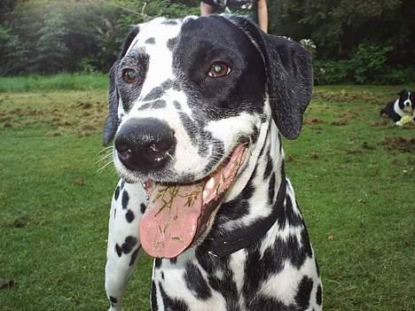 Dalmatiner Walter ( R.I.P ) - Hehe jeg har bare være i haven...og spise lidt græs*G*. billede 7