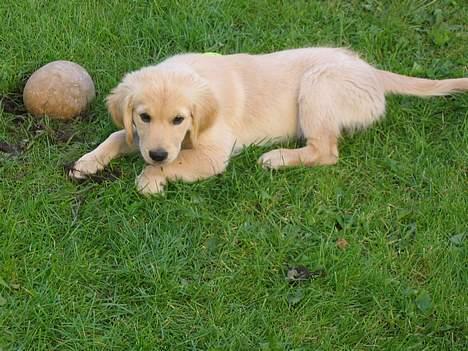 Golden retriever Molly - Hvorfor må jeg dog ikke grave i græsplænen. billede 1