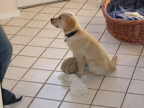 Golden retriever Molly - Se hvor pænt jeg sidder. Få jeg ikke snart den godbid  billede 2