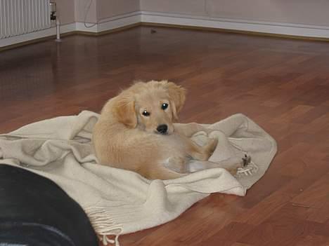 Golden retriever Molly - iiiiiii altså jeg ligger lige her, og vil sove lidt. billede 3