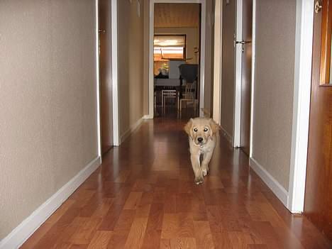 Golden retriever Molly - Du kaldte !  Hvad mon vi nu skal lave ?? billede 4
